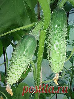 Выращивание огурцов в открытом грунте, сорта, выращивание рассады