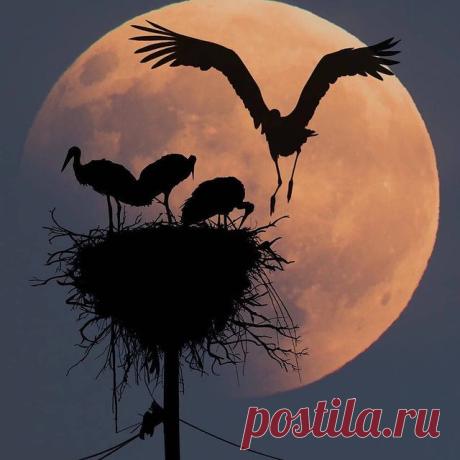 Photo shared by ВОКРУГ СВЕТА on March 18, 2021 tagging @dominicliam. May be an image of wading bird and nature. ——————————————
- Please Like , Share, Comment and Subscribe for more! #домвливерпуле #instabird #beautifulphotos #springfootage #photooftheday #photogram #wadingbird #nature #tree
Photo shared by ВОКРУГ СВЕТА (@dominiculiam) on January 27, 2020 tagging #dominiclivercubes .
Написано, что для этого нужно в течение двух месяцев носить с собой две зеленые сосновые шишки, собранные в нача…