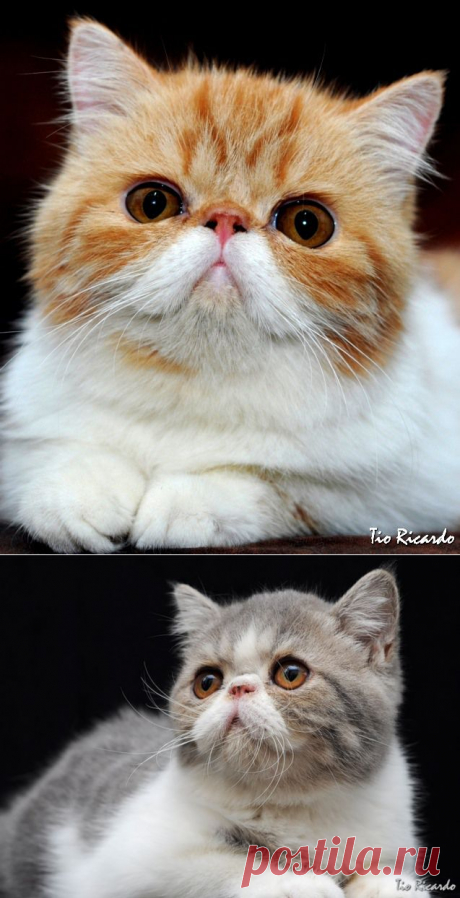 Экзотические короткошерстные кошки.