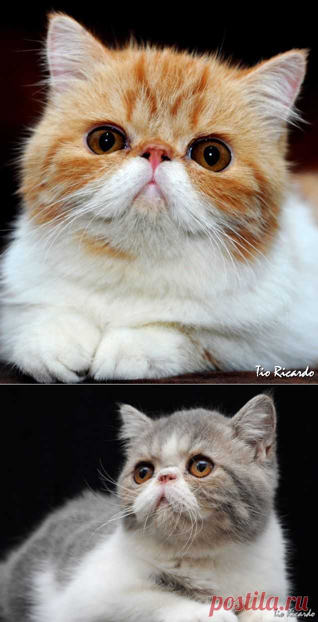 Экзотические короткошерстные кошки.