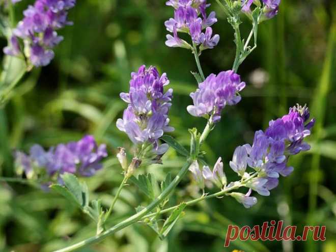 Люцерна: полезные свойства, состав, как выращивают, противопоказания и хранение