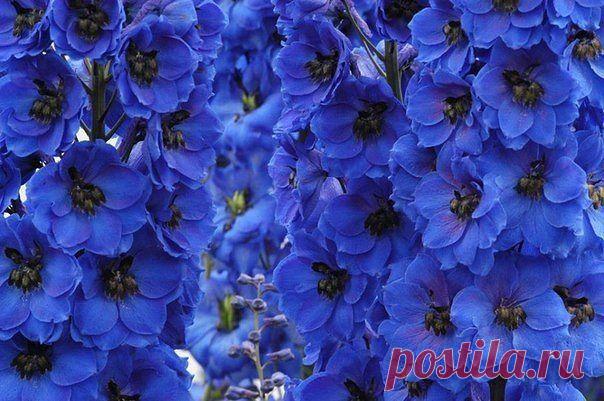 Многолетние цветы долгого цветения