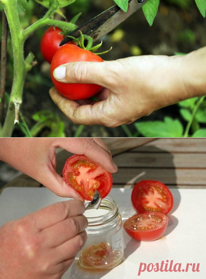 Как получить собственные семена томатов для посева в следующем году