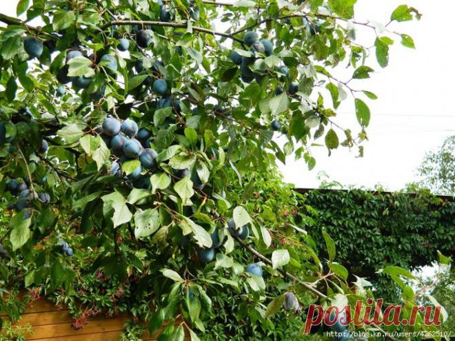 Дачникам-как бороться с порослью слив.