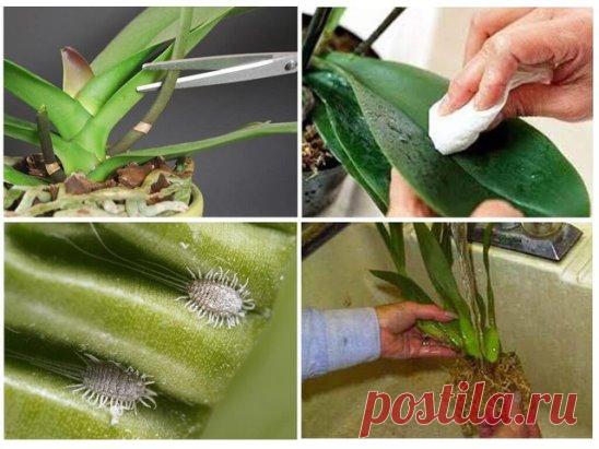 Мучнистый червец. Избавляемся!
Начала я с того, что перенесла все больные растения в место обработки, мне с этим проще, т.к. все орхи стояли на окнах и не были смешаны с другими растениями и больше никто не заболел. Полностью выносила все растения с подоконника. 
Далее, что сделала - это супер генеральная уборка обязательно с моющими средствами. Зачем? Сама не ожидала и раньше не замечала, но нашла я этих тварей на откосах окон, на подоконнике и даже на плинтусе под окнами, специально сдел