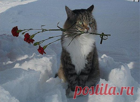 Любимой к 8 марта