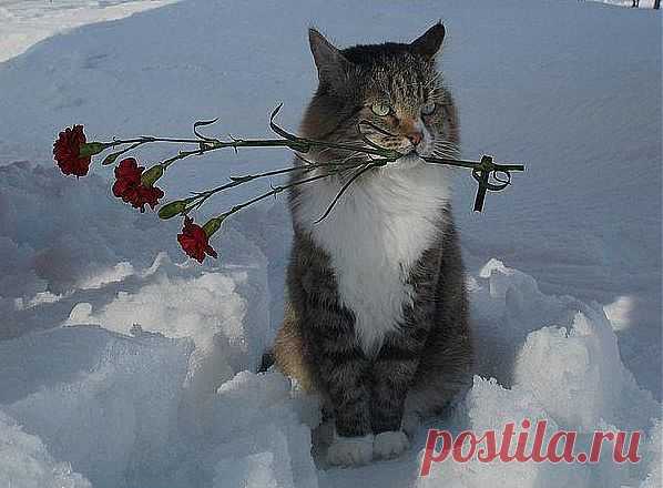 Любимой к 8 марта