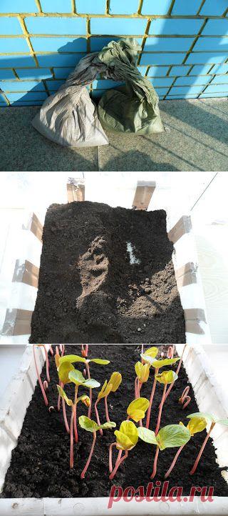 Вкусные помидоры: Грунт для выращивания рассады