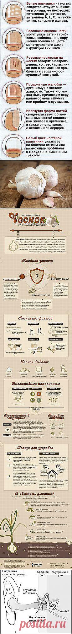 Петр Кайко: ЗДОРОВЬЕ | Постила.ru