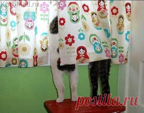 Семейная радость | KotoMail.ru