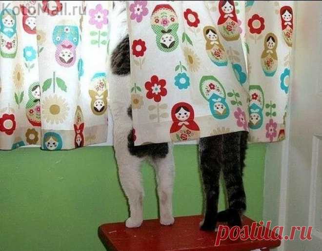 Семейная радость | KotoMail.ru