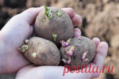 Картофель перед посадкой: будь здоров, клубень!