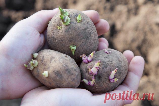 Картофель перед посадкой: будь здоров, клубень!