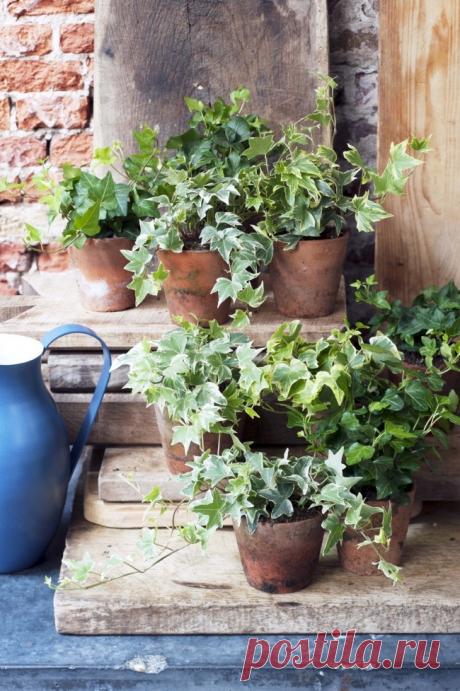 Скажите «нет»: какие комнатные растения нельзя держать в доме?