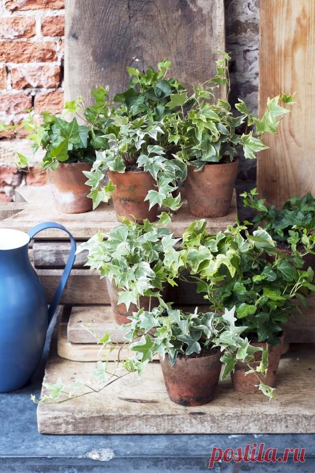 Скажите «нет»: какие комнатные растения нельзя держать в доме?