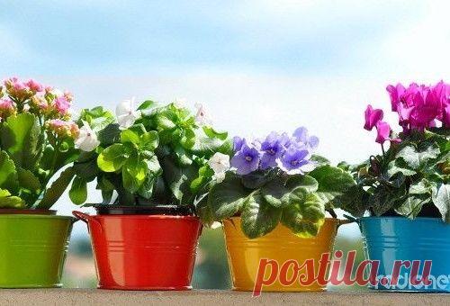 ЦВЕТОЧНЫЕ ПРИМЕТЫ