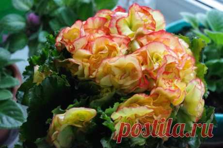 "На донышке!": Что я кладу в горшок, чтобы растения пышно цвели | Секреты сада. Дача, цветы | Яндекс Дзен