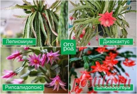 Как отличить декабрист от пасхальника | Полезно (Огород.ru)
