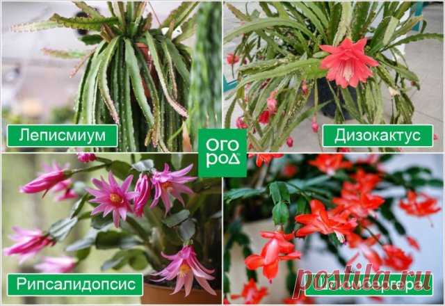 Как отличить декабрист от пасхальника | Полезно (Огород.ru)
