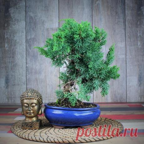 Купить Бонсай Можжевельник 37 см "Хвойная эйфория" Купить Бонсай Можжевельник в Москве и Санкт-Петербурге. Мы доставляем наши товары по всей России, в любые регионы, а также возможен самовывоз. В интернет-магазине luxuryplants.ru, Вы найдёте широкий выбор комнатных растений отличного качества, по лучшим ценам!
Тел.: 8 (495) 278-18-23