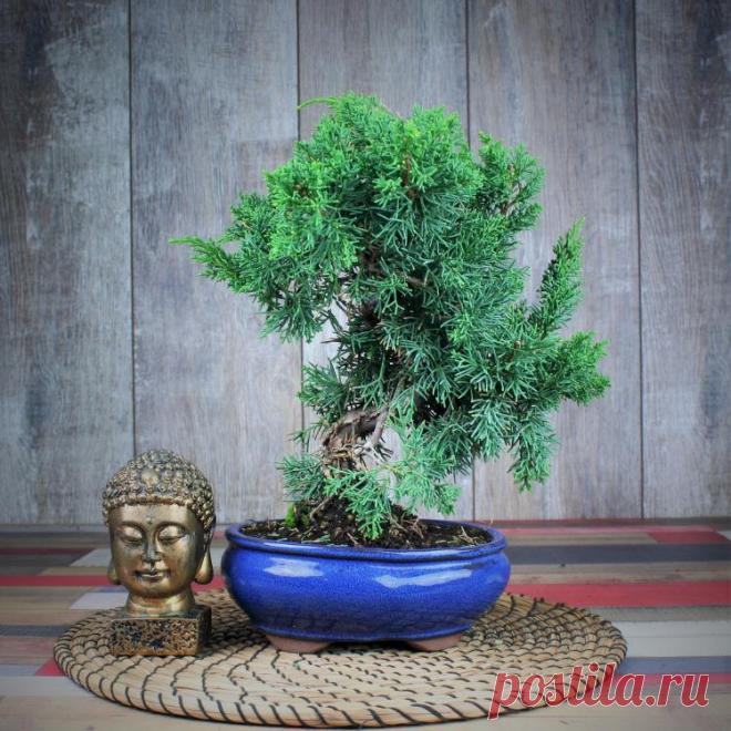 Купить Бонсай Можжевельник 37 см 