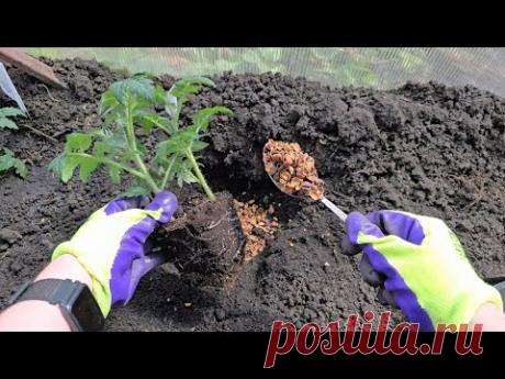 Киньте в лунку при посадке ТОМАТОВ, перцев, огурцов и сразу пойдут в рост, большой урожай, не болеют
