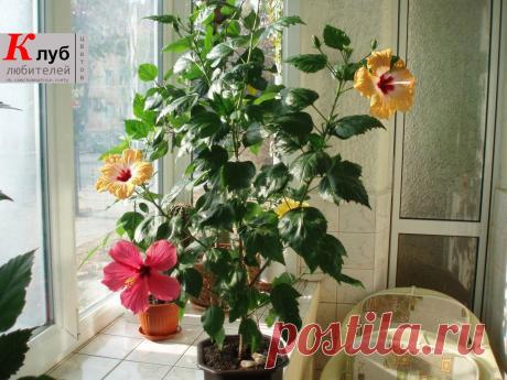 🌺 Китайская роза или гибискус. Основы ухода.