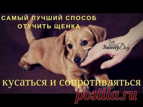 Самый лучший и самый быстрый способ - отучить щенка сильно кусаться и сопротивляться.