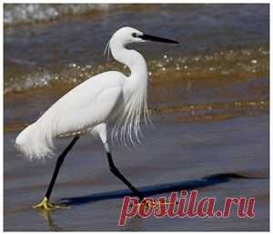 Во времена благополучия и благоденствия личные симпатии играют в отношениях людей решающую роль, но, случись беда, всё тут же меняется. Именно такую поучительную историю расскажет вам моя басня в стихах.