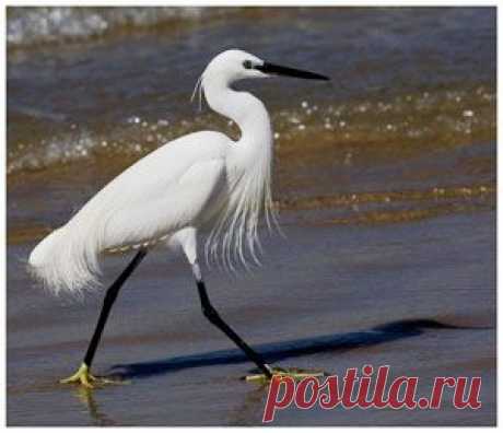 Во времена благополучия и благоденствия личные симпатии играют в отношениях людей решающую роль, но, случись беда, всё тут же меняется. Именно такую поучительную историю расскажет вам моя басня в стихах.