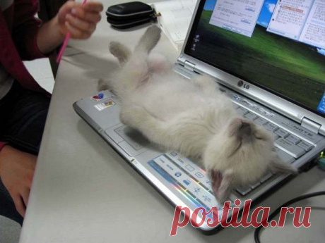 Котейки с клавиатурами