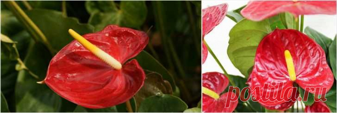 Антуриум — уход в домашних условиях и фото
