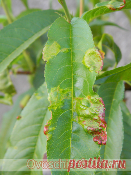 Курчавость листьев персика и методы борьбы с ней