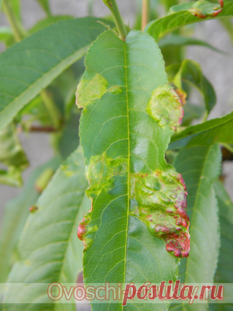 Курчавость листьев персика и методы борьбы с ней