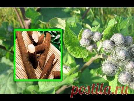 ▶ Лопу́х (Árctium). Лопух большой он же лопух-репейник - YouTube