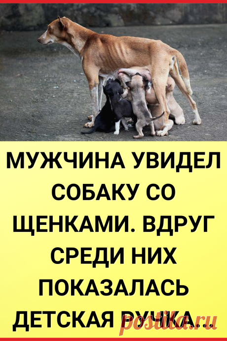Мужчина увидел собаку со щенками. Вдруг среди них показалась детская ручка