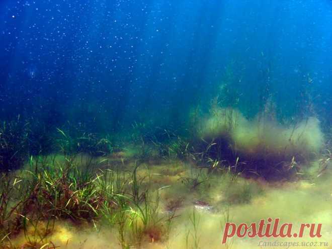 Underwater landscapes - Таманский залив 2008