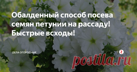 Обалденный способ посева семян петунии на рассаду! Быстрые всходы! Привет, друзья!
Сегодня речь пойдет о посеве прекрасного цветка Петунии. Я думаю, что нет ни одного человека, который бы не любовался этим цветком. Кто-то уже покупает рассаду готовую, цветущую, но это цветок достаточно дорогой, если его покупать и большого количества вы все-равно не купите.
А вот вырастить самим этот цветок стоит, можно и никаких сложностей с этом нет.
Сегодня я расскажу о просто