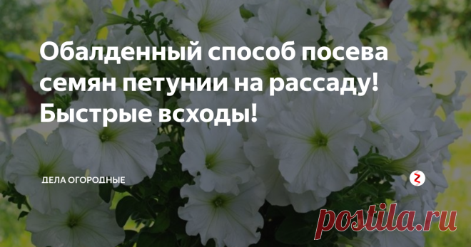 Обалденный способ посева семян петунии на рассаду! Быстрые всходы! Привет, друзья!
Сегодня речь пойдет о посеве прекрасного цветка Петунии. Я думаю, что нет ни одного человека, который бы не любовался этим цветком. Кто-то уже покупает рассаду готовую, цветущую, но это цветок достаточно дорогой, если его покупать и большого количества вы все-равно не купите.
А вот вырастить самим этот цветок стоит, можно и никаких сложностей с этом нет.
Сегодня я расскажу о просто