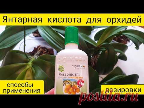 Янтарная кислота для орхидей ||  Способы применения янтарной кислоты и дозировки