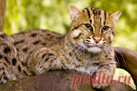 Малоизвестные дикие кошки | National Geographic Россия