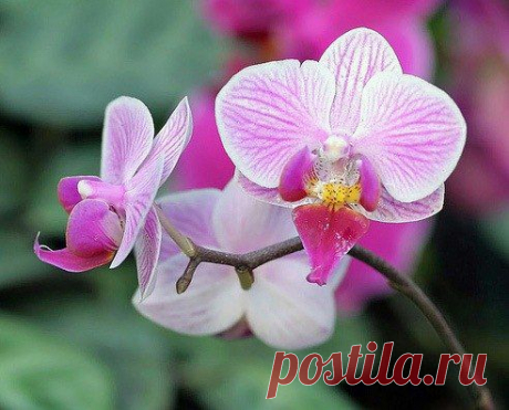 Орхидея домашняя - уход.