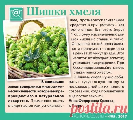 Шишки хмеля лечат