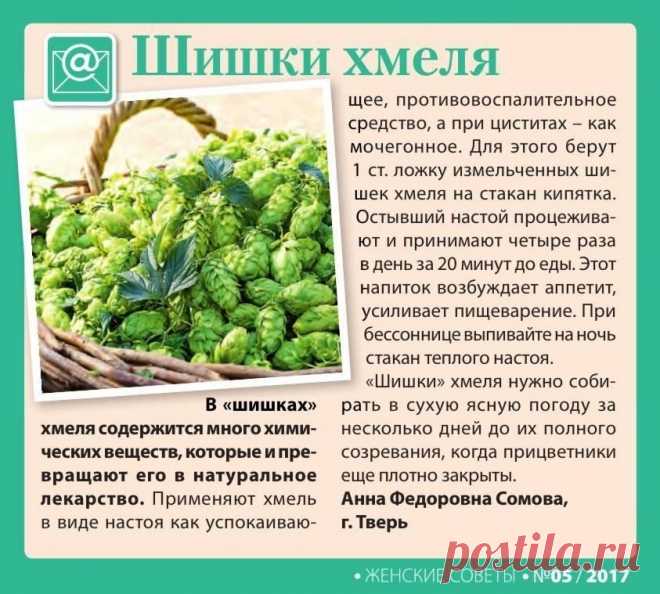 Шишки хмеля лечат