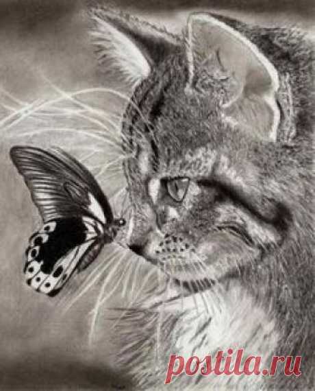Cat, butterfly