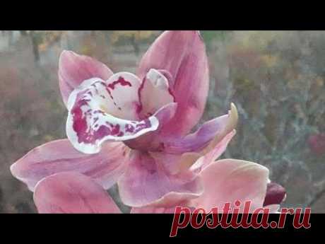 МК Орхидея цимбидиум из сахарной мастики. Tutorial Sugar Orchid cymbydium