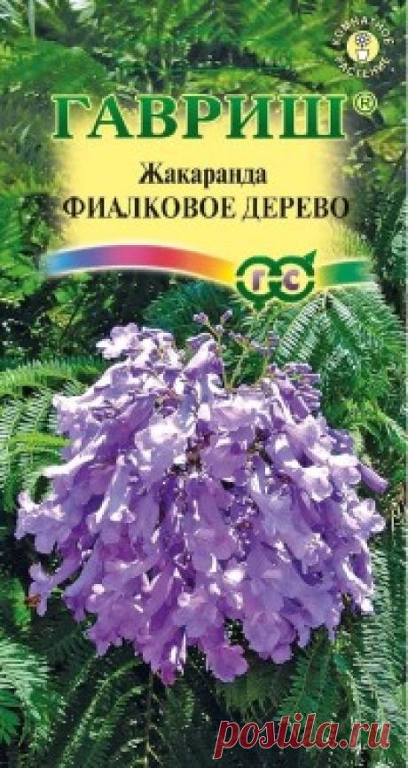 Семена. Жакаранда "Фиалковое дерево" (3 штуки) Всхожесть: 80%.
Декоративное растение из семейства Бигноневые, выращивают в нашей зоне как комнатное или для зимних садов. В природных условиях это довольно высокое дерево, но в домашних условиях жакаранда не вырастет более 3-х метров. У нее очень густая и пышная лиственная крона, а...