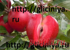 яблоня с красной мякотью сорт джеромини купить,яблоня с красной срединой сорт джеромини купить - А!новинки нашего магазина - Плодопитомник Глициния