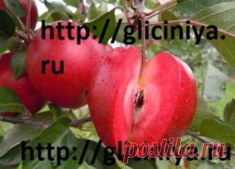 яблоня с красной мякотью сорт джеромини купить,яблоня с красной срединой сорт джеромини купить - А!новинки нашего магазина - Плодопитомник Глициния