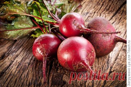 Когда убирать свёклу Итак, представим, что мы посадили  свёклу в середине мая… Сроки созревания свёклы Убирать корнеплоды необходимо исходя из посаженного сорта. Сорта, в свою очередь, делятся на 3 группы. Раннеспелые:  Детройт, Подзимняя, Болтарди, Грибовская […]